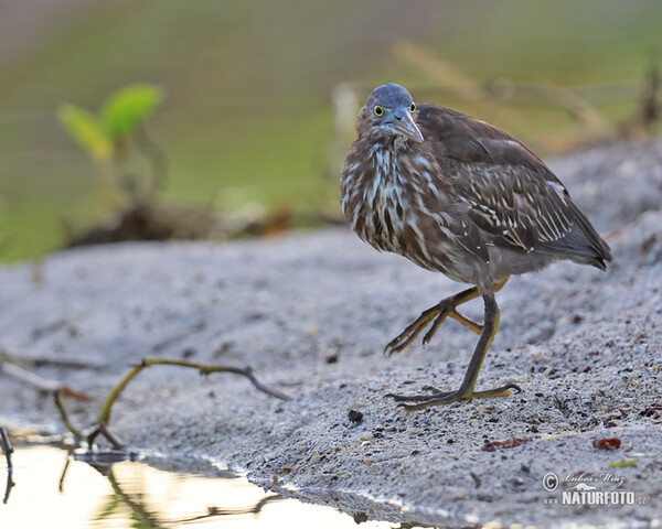 Garza enana de las Galápagos