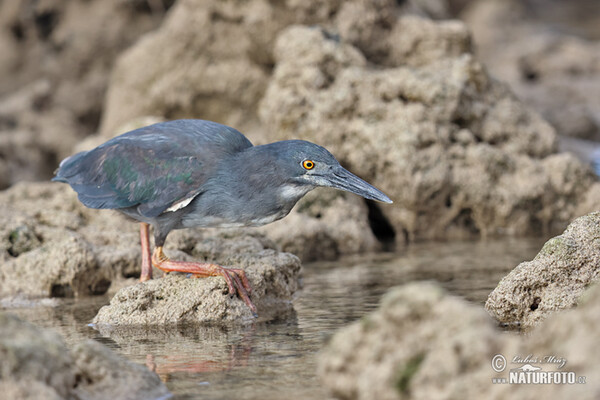 Garza enana de las Galápagos