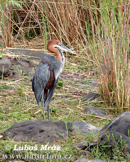 Garza goliat