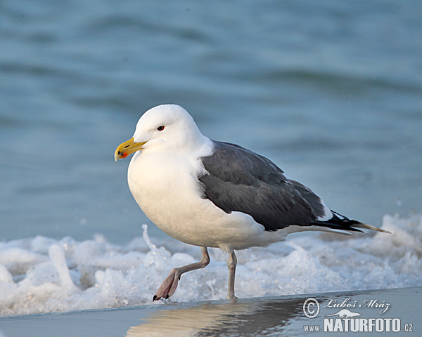 Gavión atlántico