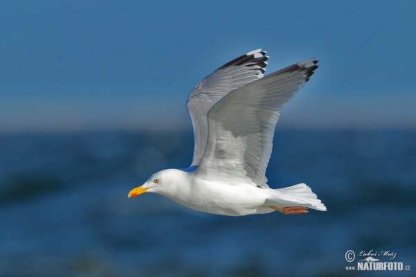 Gaviota argéntea