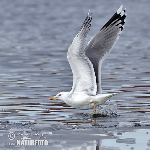 Gaviota argéntea