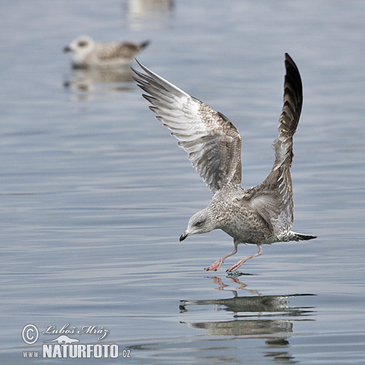 Gaviota argéntea