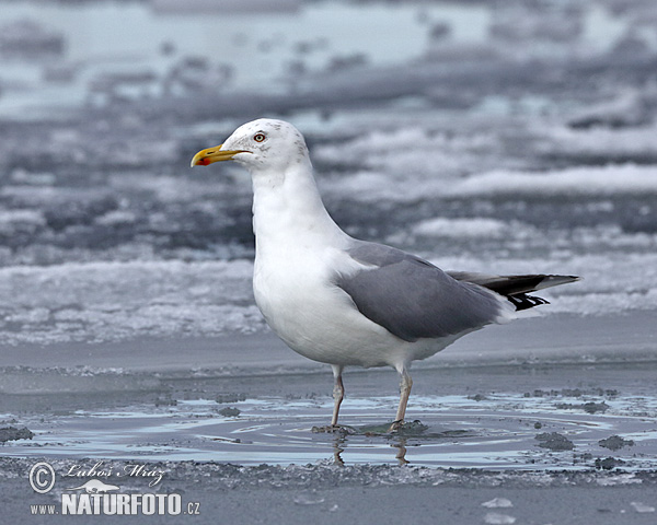 Gaviota argéntea