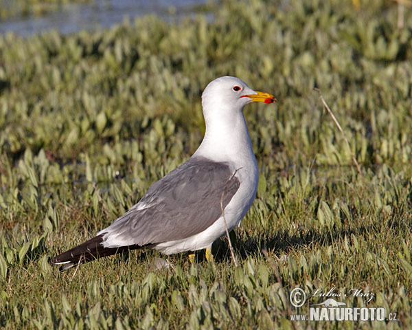 Gaviota californiana