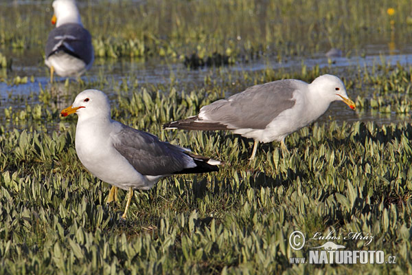 Gaviota californiana