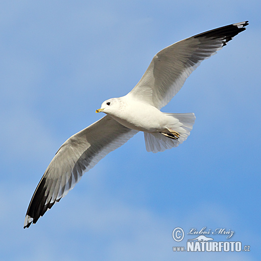 Gaviota cana