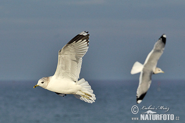 Gaviota cana