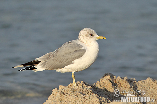 Gaviota cana