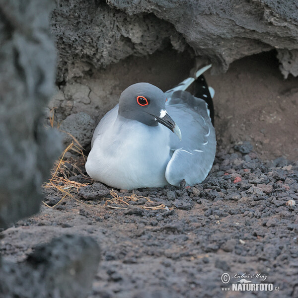 Gaviota de Galápagos