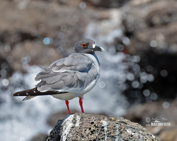 Gaviota de Galápagos