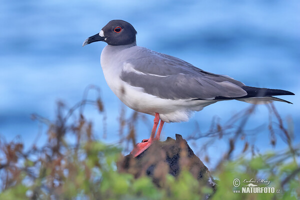 Gaviota de Galápagos