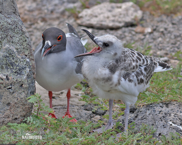 Gaviota de Galápagos