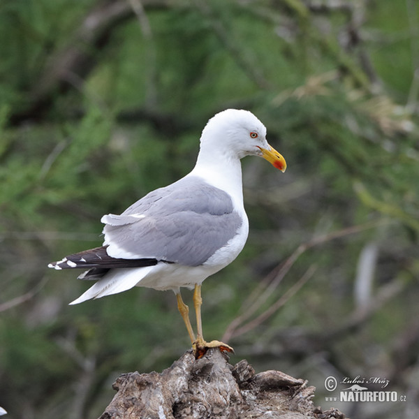 Gaviota patiamarilla