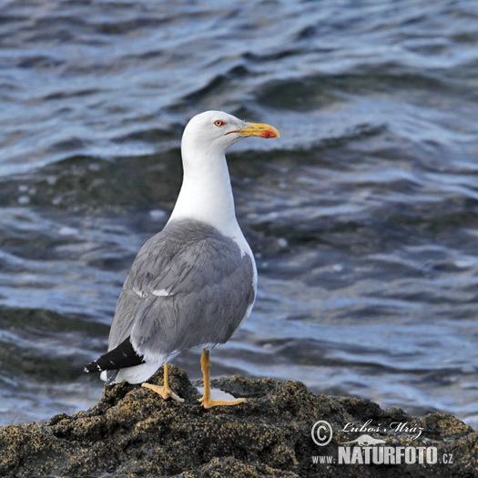 Gaviota patiamarilla