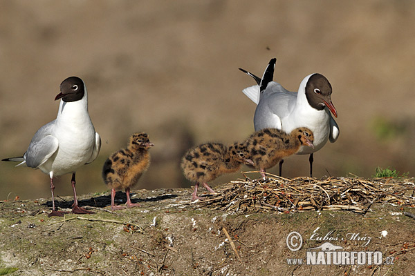 Gaviota reidora