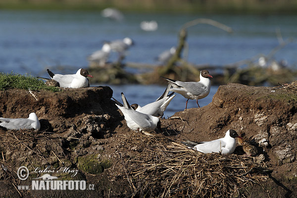 Gaviota reidora