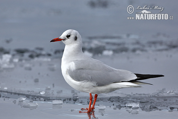 Gaviota reidora