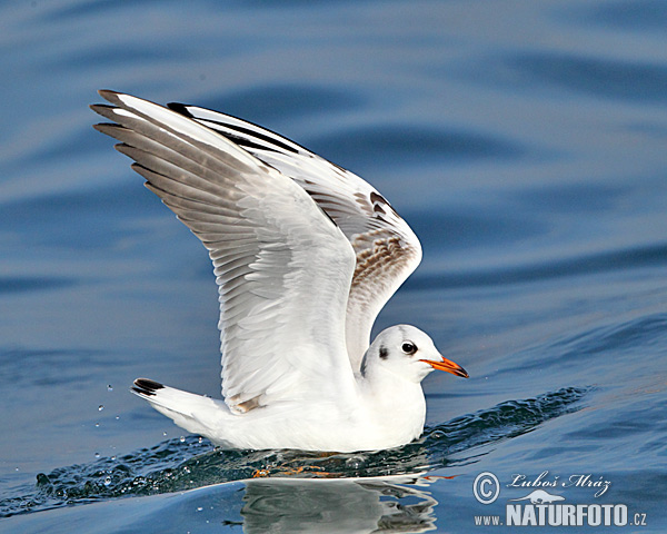 Gaviota reidora