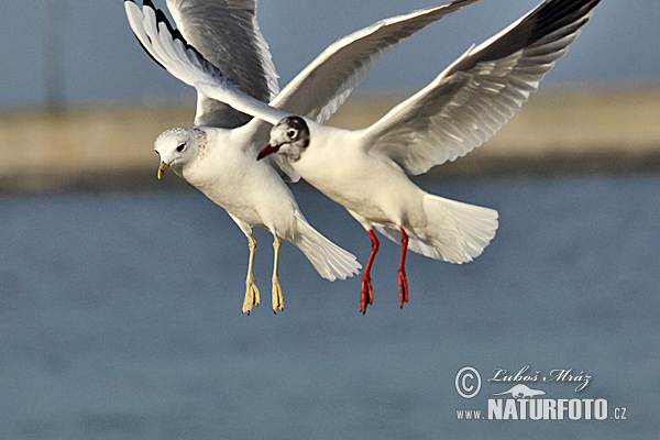 Gaviota reidora