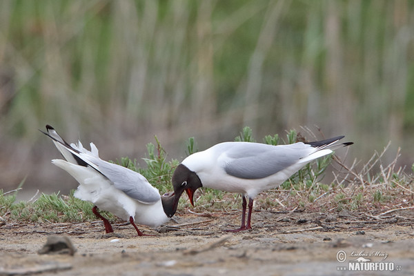 Gaviota reidora