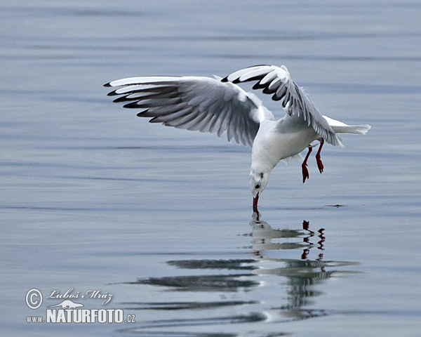 Gaviota reidora