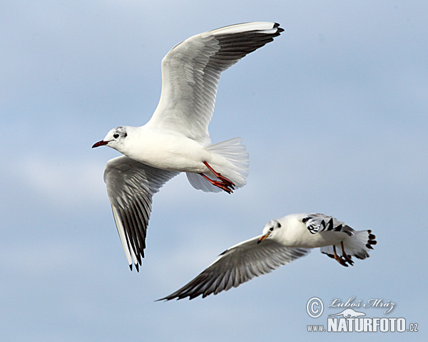 Gaviota reidora