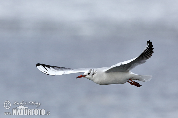 Gaviota reidora