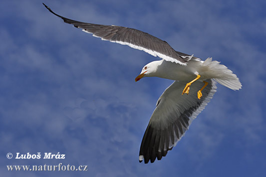 Gaviota sombría