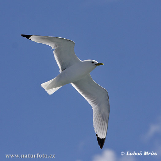 Gaviota tridáctila