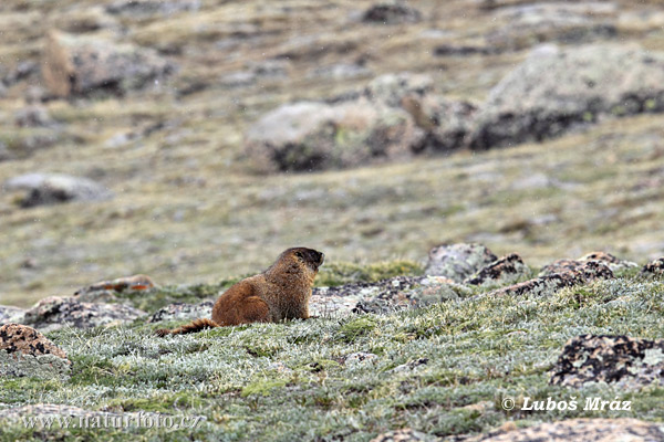 Geelbuikmarmot