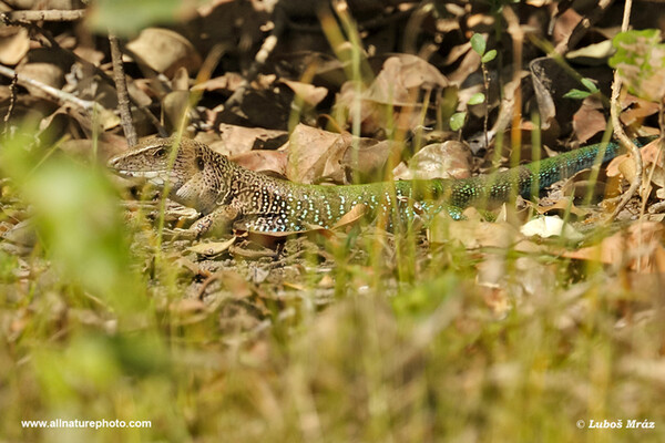 Giant Ameiva (Ameiva ameiva)
