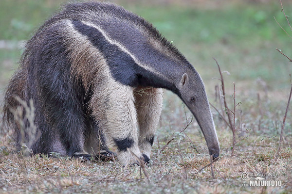 Giant Anteater (Myrmecophaga tridactyla)