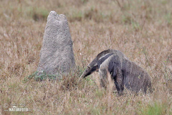 Giant Anteater (Myrmecophaga tridactyla)