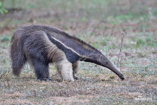 Giant Anteater (Myrmecophaga tridactyla)