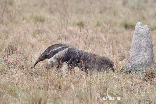 Giant Anteater (Myrmecophaga tridactyla)