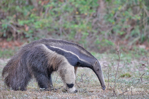 Giant Anteater (Myrmecophaga tridactyla)