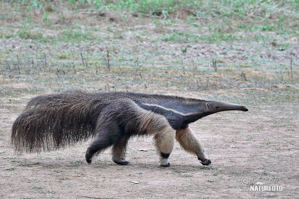 Giant Anteater (Myrmecophaga tridactyla)