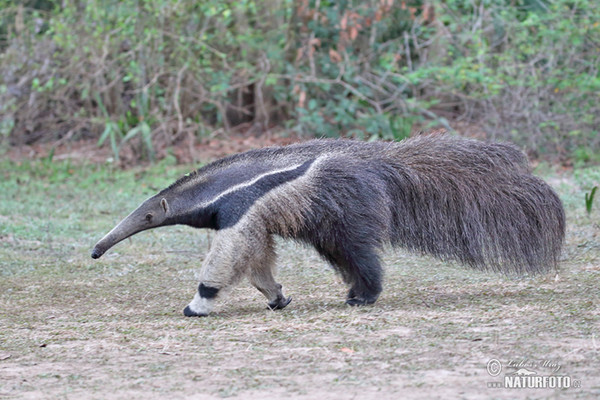 Giant Anteater (Myrmecophaga tridactyla)