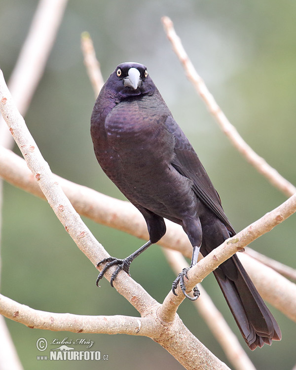Giant Cowbird (Molothrus oryzivorus)