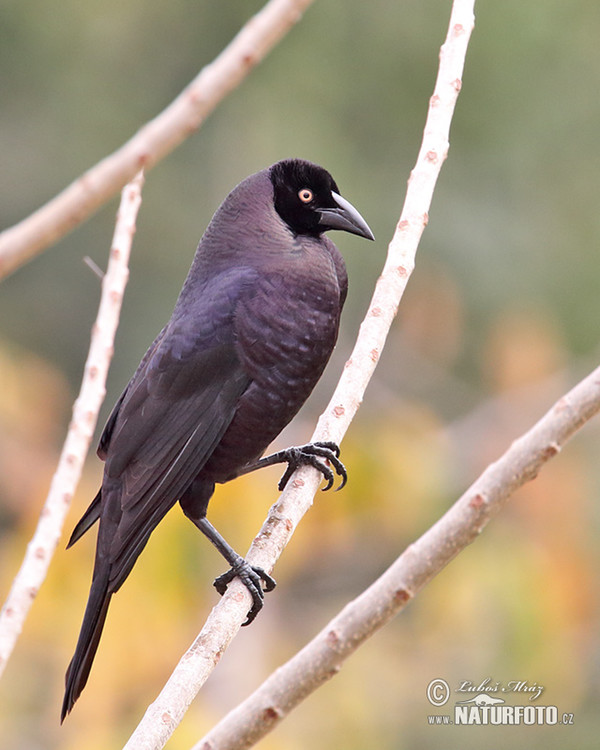 Giant Cowbird (Molothrus oryzivorus)