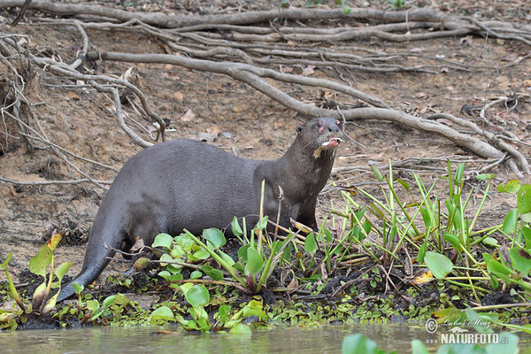 Giant Otter (Pteronura brasilliensis)