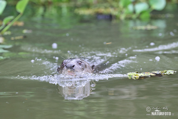 Giant Otter (Pteronura brasilliensis)