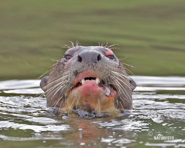 Giant Otter (Pteronura brasilliensis)