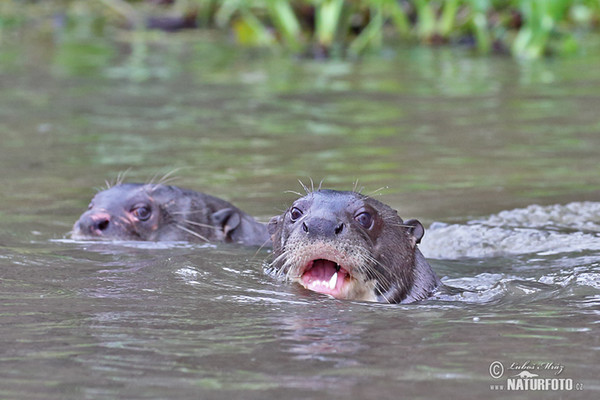 Giant Otter (Pteronura brasilliensis)