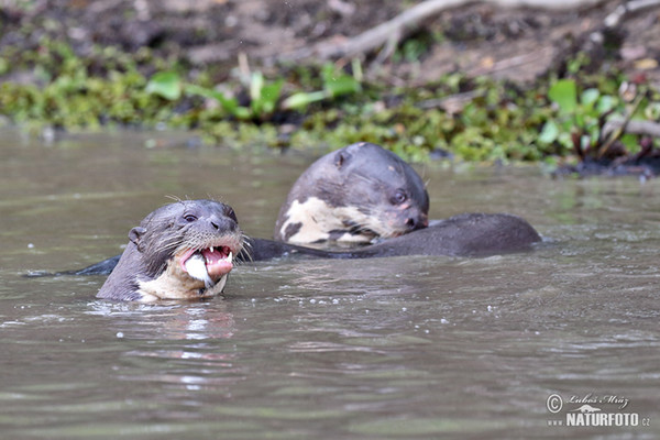 Giant Otter (Pteronura brasilliensis)