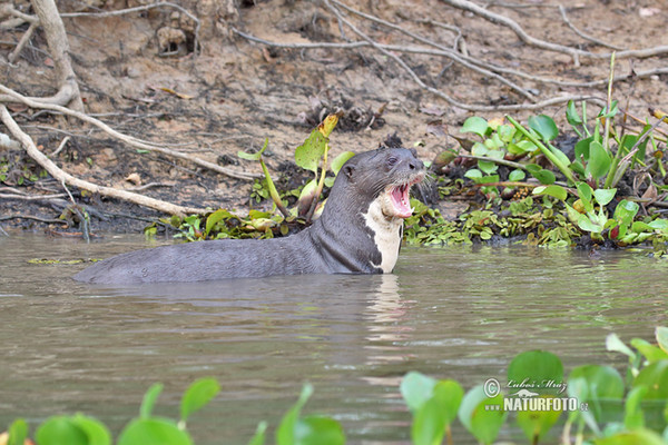 Giant Otter (Pteronura brasilliensis)