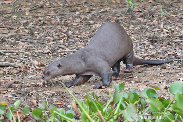 Giant Otter (Pteronura brasilliensis)