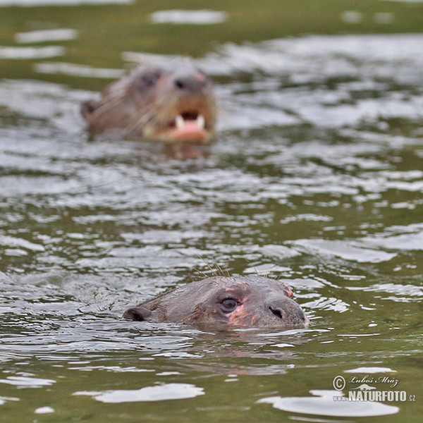 Giant Otter (Pteronura brasilliensis)