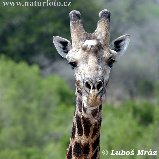 Giraffa camelopardalis giraffa